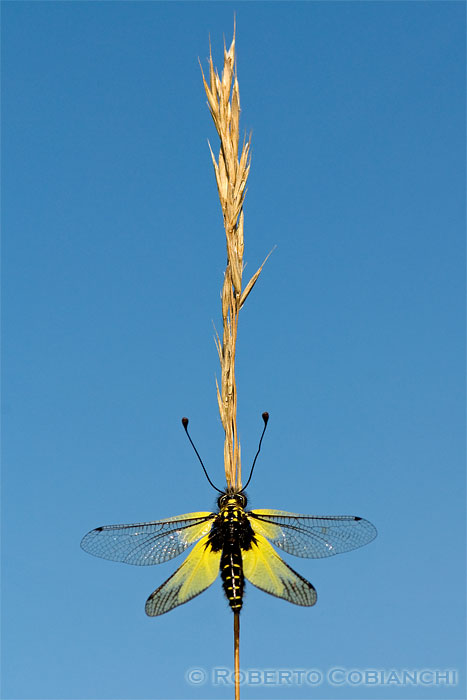 Libelloides latinus et coccajus (Planipennia, Ascalaphidae)